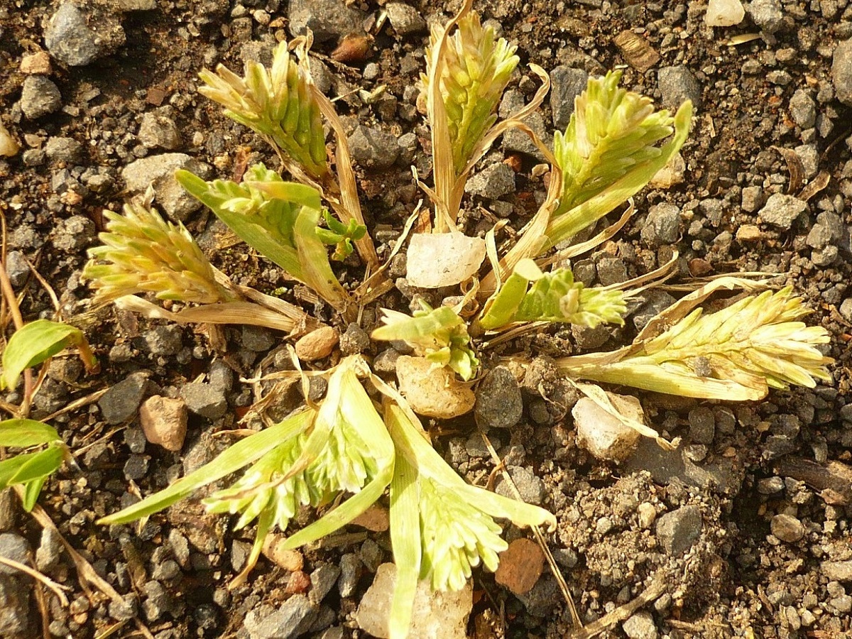 Sclerochloa dura (Poaceae)
